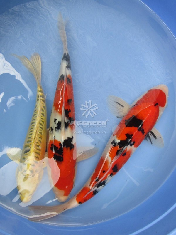 Con giống cá Koi – Hikarimuji & Sanke