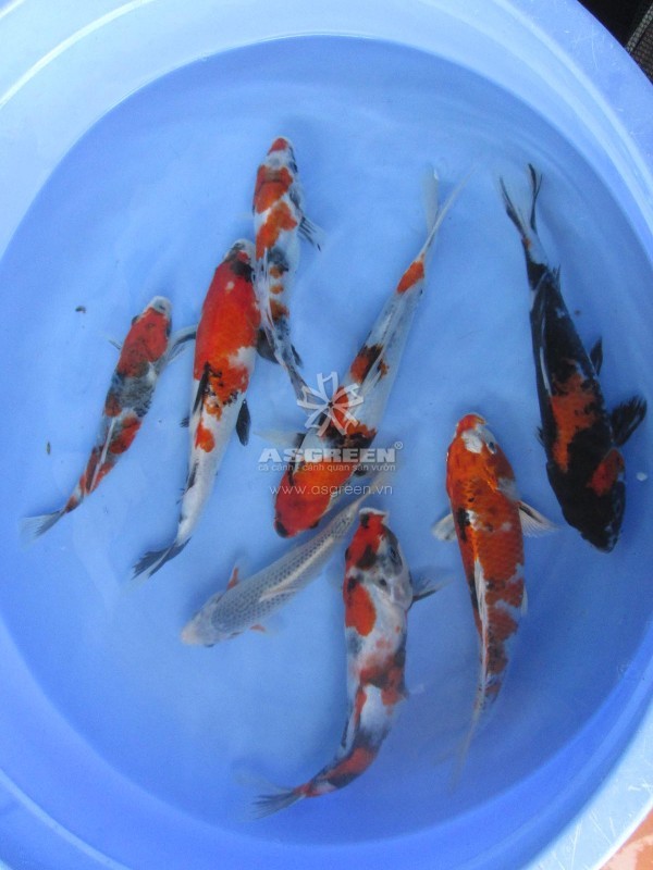 Con giống cá Koi – Showa Sakai