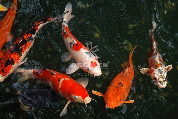 Cách Nuôi Cá Koi Trong Hồ Xi Măng