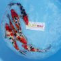 sanke-showa-f1-size-30-35-cm-t916-12jpg