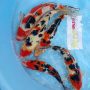 sanke-showa-f1-size-30-35-cm-t916