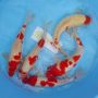 kohaku-size-35-40-cm-t916-1