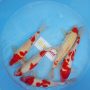 kohaku-size-35-40-cm-t916-2