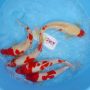 kohaku-size-35-40-cm-t916