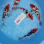 sanke-showa-f1-size-30-35-cm-t916-1