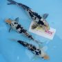 shiro-utsuri-size-30-35-cm