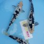 shiro-utsuri-size-30-35-cm-t916-1