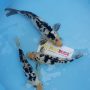 shiro-utsuri-size-30-35-cm-t916