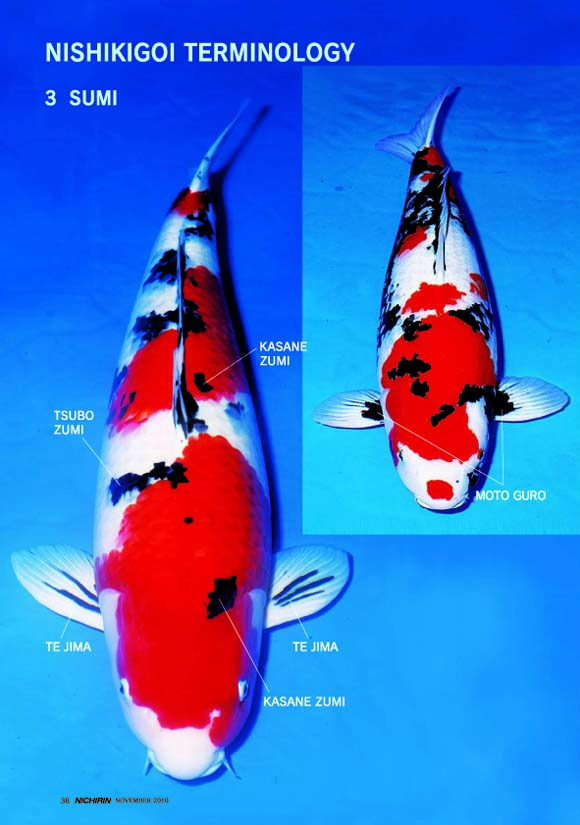 Cách chọn cá koi đẹp dựa trên các mảng màu hi