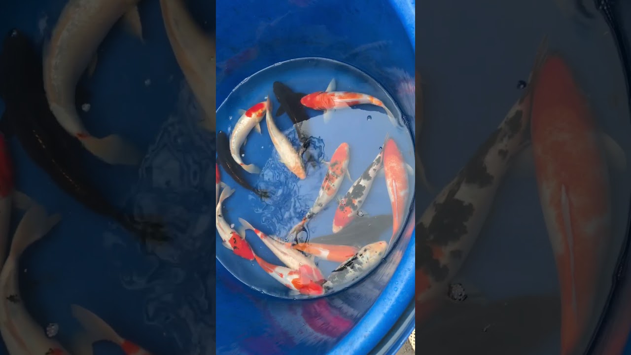 Lô 1 – Cá Koi Việt Size 30 Mở Bán Ngày 22/11/2017 – As Koi Farm