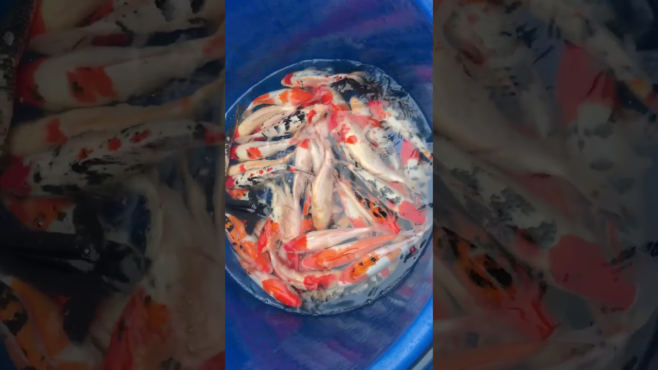 Lô 3 – Cá Koi Việt Size 30cm Mở Bán Ngày 22/11/2017 – As Koi Farm