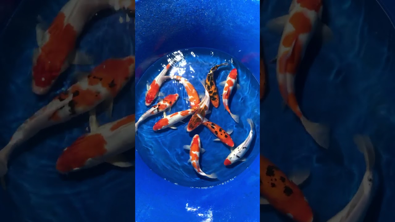 Cá Koi Việt Size 30cm Mở Bán Ngày 25/11/2017 – As Koi Farm