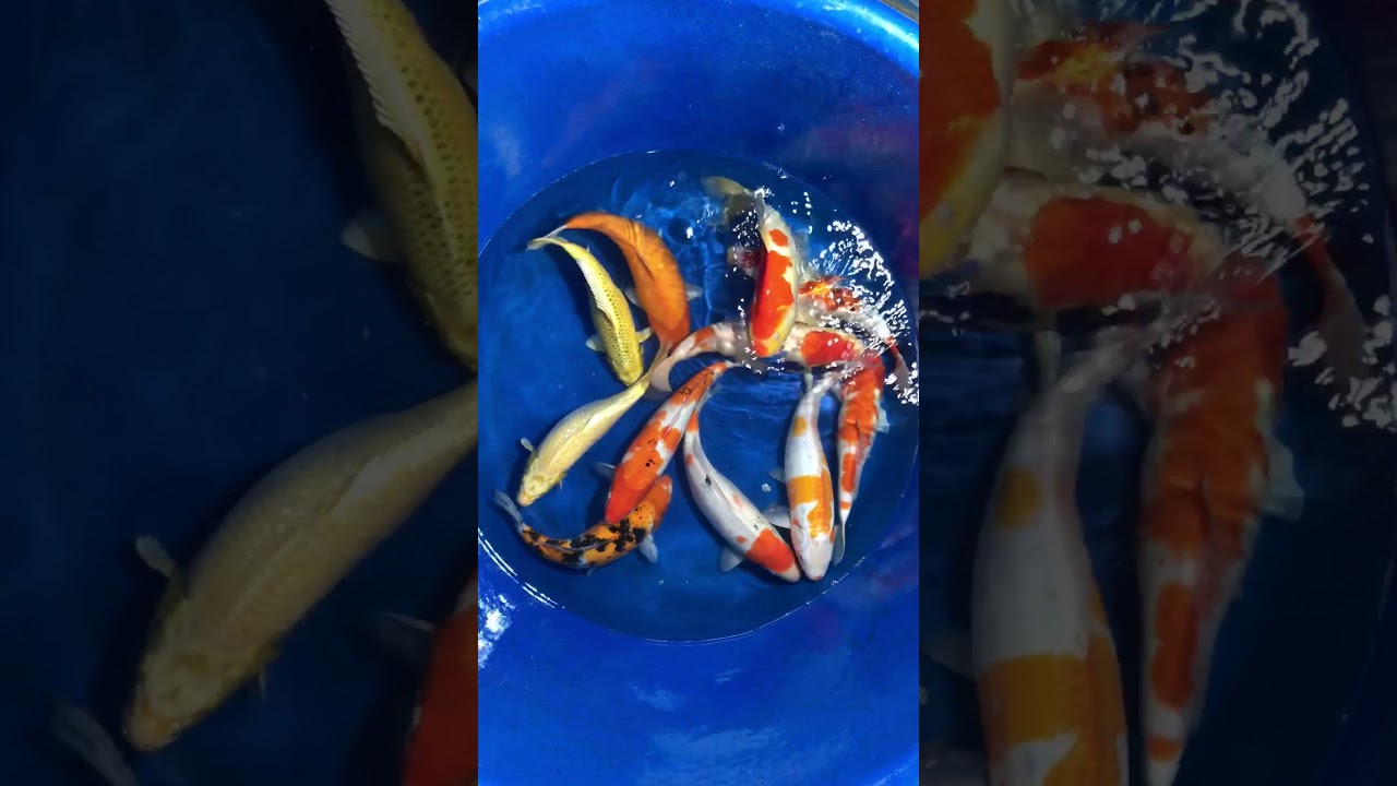 Combo 11 Koi Việt Size 40-45cm Ngày 29/11/2017 – As Koi Farm