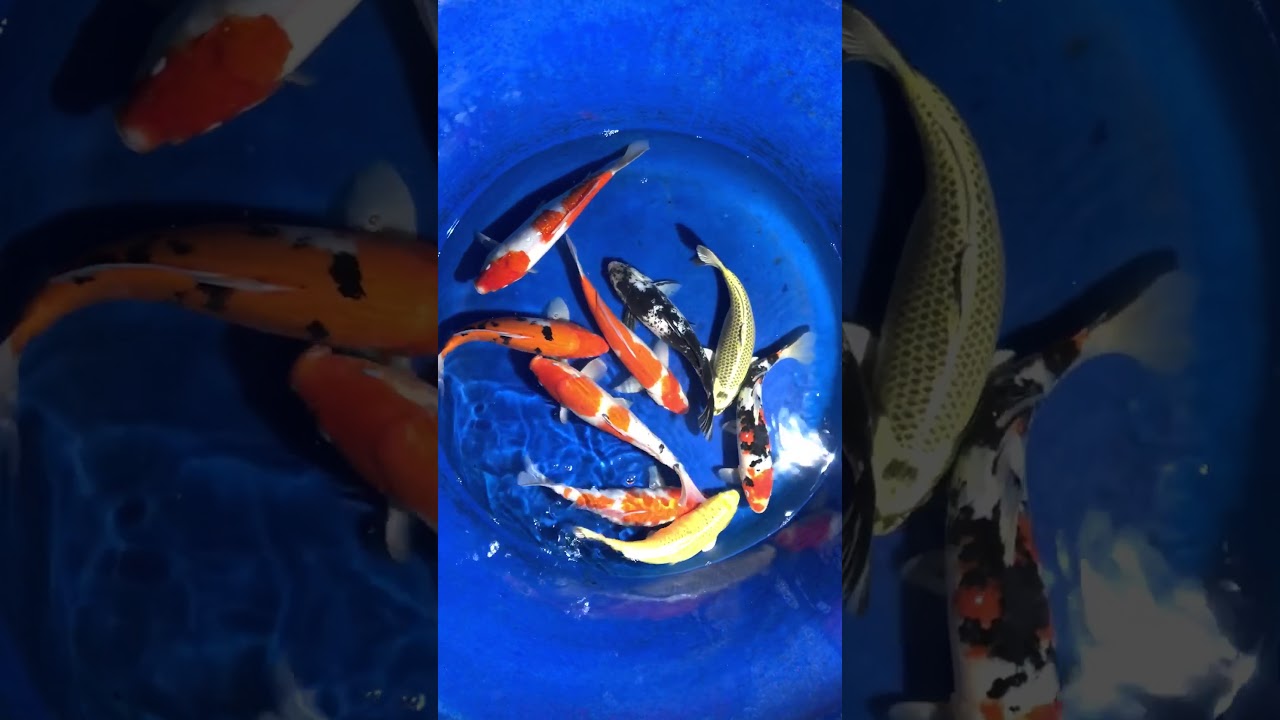 No1 – 9 Koi Việt Size 35-40cm Ngày 1/12/2017 – Askoi Farm