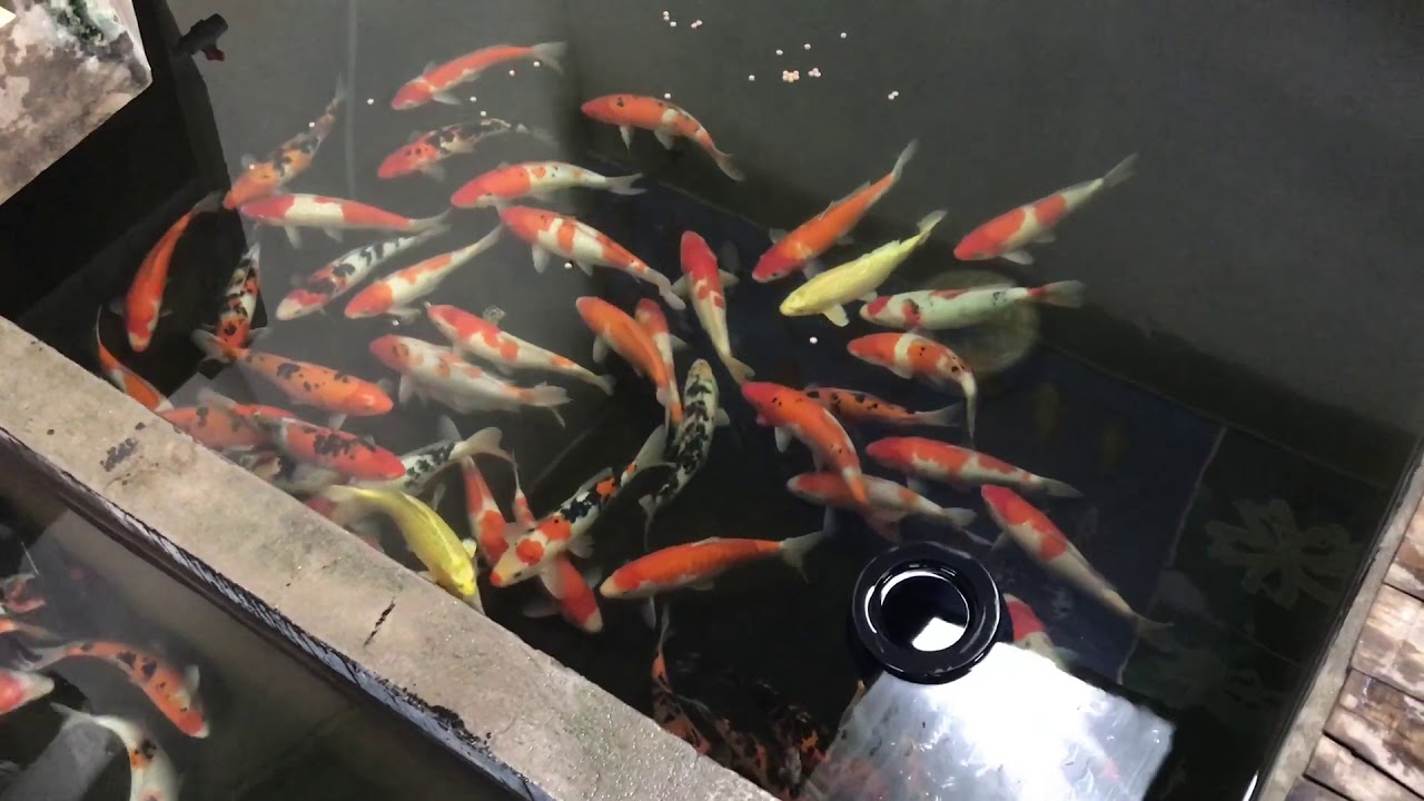 Cá Koi Việt Chất Lượng đã Dưỡng Khoẻ Mở Bán Ngày 2/12/2017 – Askoi Farm