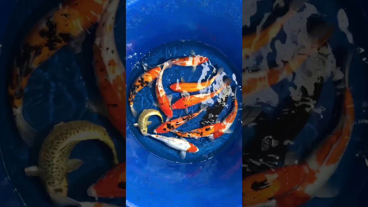 11 Koi Việt Size 30-35cm Ngày 10/12/2017 – Askoi Farm