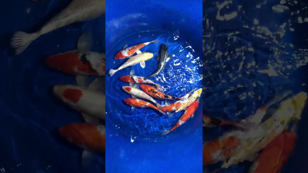 Cá Koi Việt Giá Rẻ Size 30cm -No1 13/12/2017- Askoi Farm