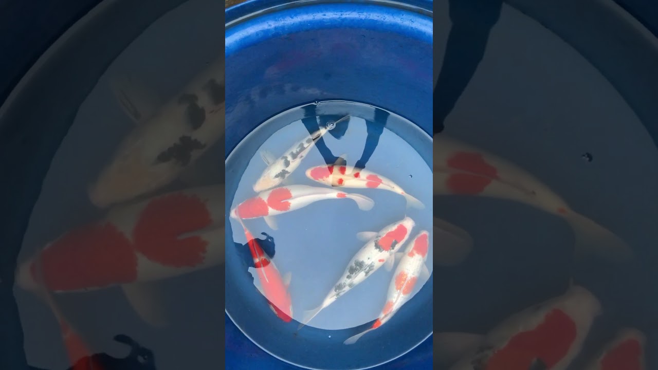 Cá Koi Việt Size 45-50cm 26/12/2017 – Askoi Farm
