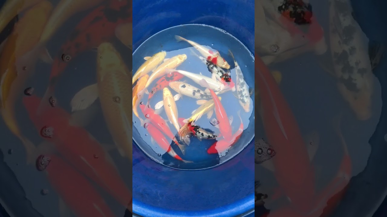 Cá Koi Việt Size 30-40cm 26/12/2017 – Askoi Farm