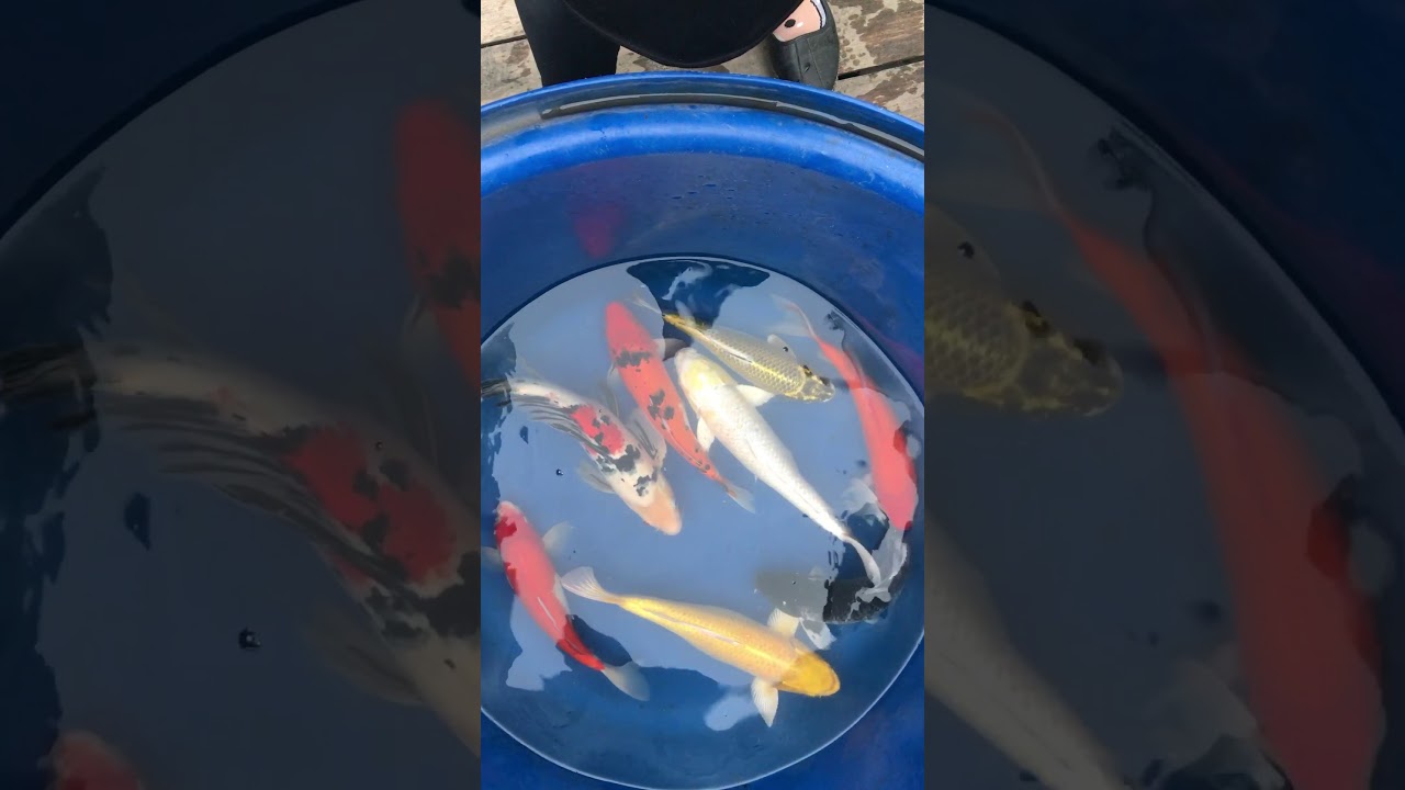 No2 Cá Koi Việt Size 45-50cm 26/12/2017 – Askoi Farm