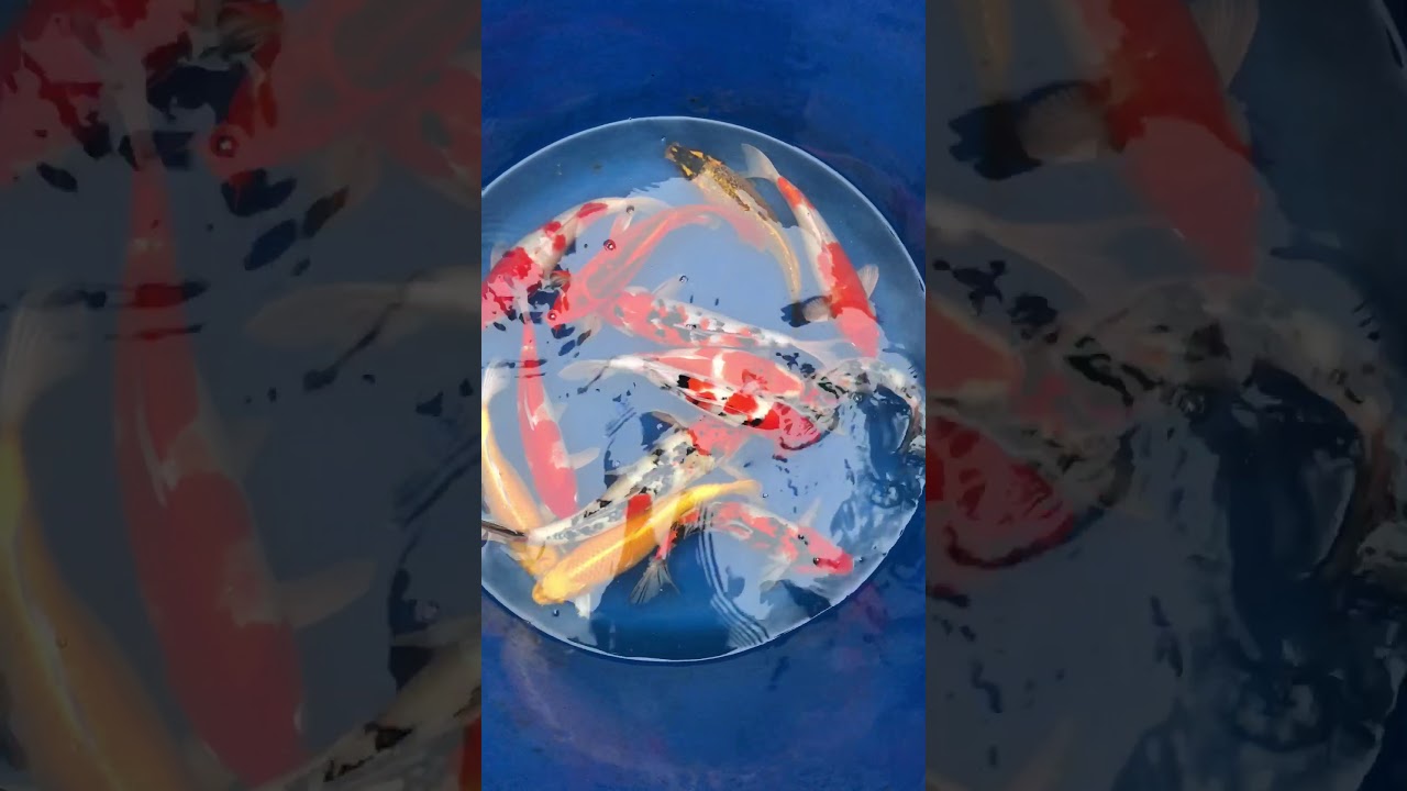 Group 2 Cá Koi Việt Size 35-45cm 26/12/2017 – Askoi Farm