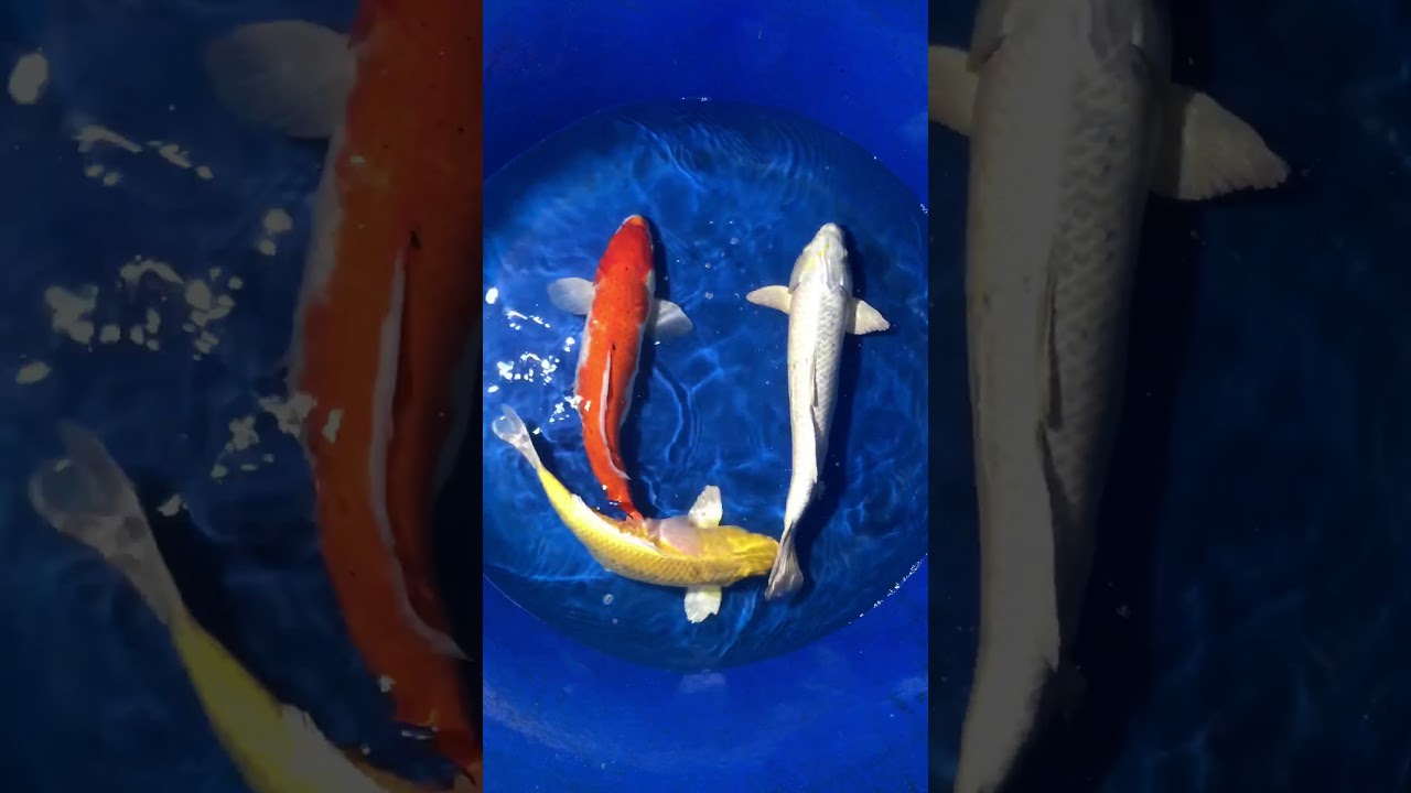 Bộ 3 Koi Việt Siêu đẹp Tại Askoi Farm – 27/12/2017