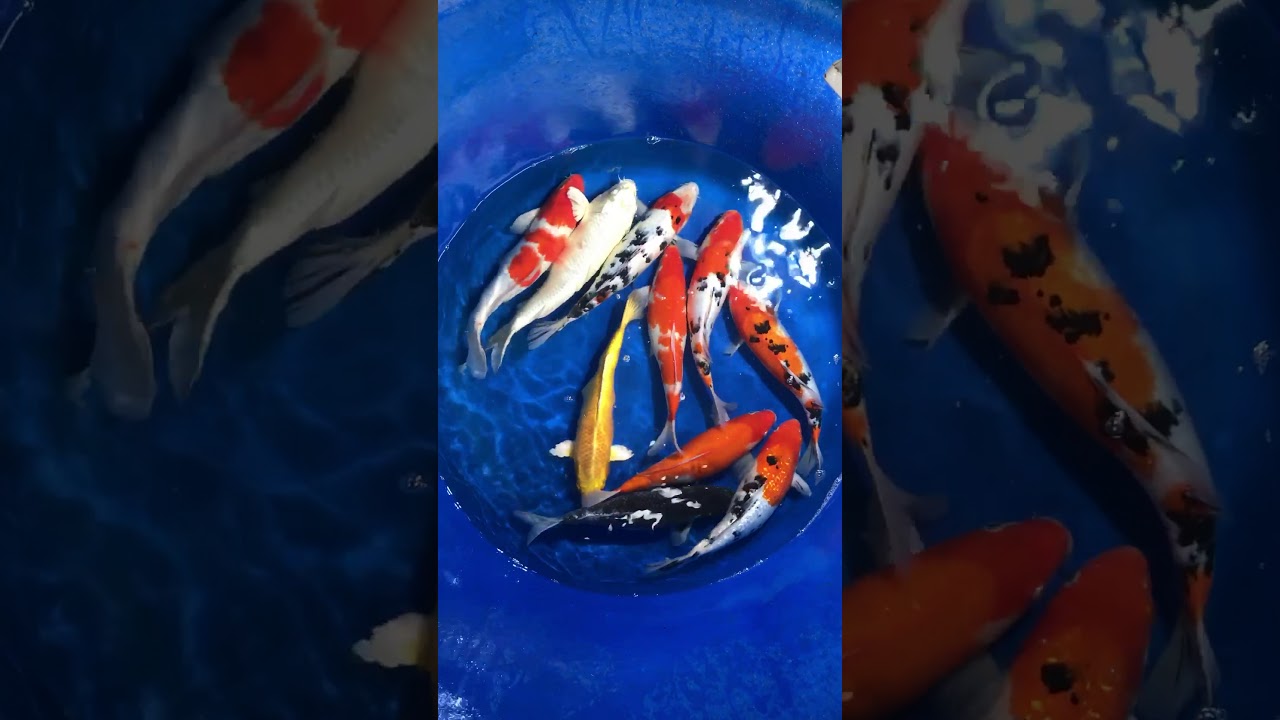 10 Koi Việt Size 40cm 31/12/2017 – Askoi Farm