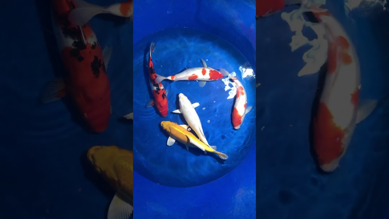 Koi Việt Size 30-35cm 3/1/2017 – Askoi Farm