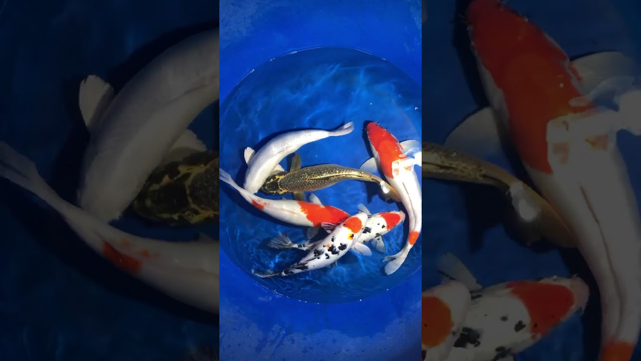 Cá Koi Việt Nam Size 45-50cm 11/1/2018 – Askoi Farm