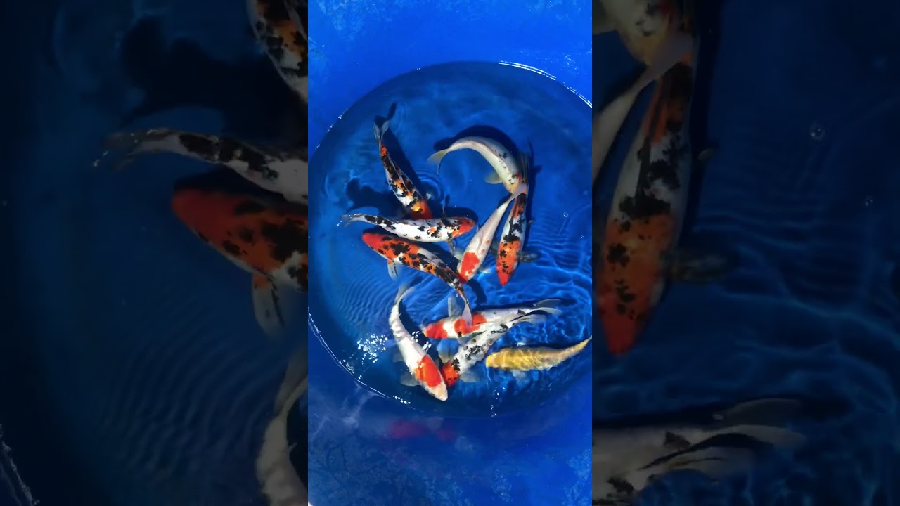 10 Koi Việt Size 25cm 29/1/2018 – Askoi Farm