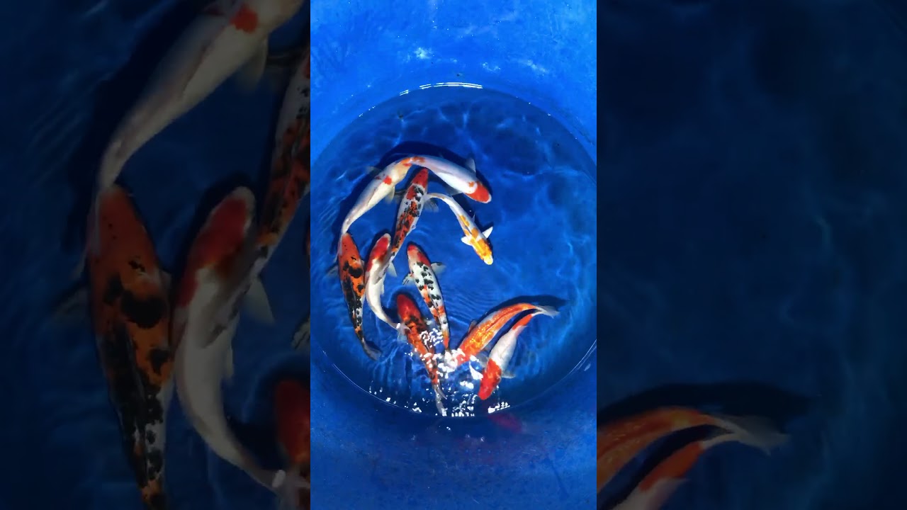 10 Koi Việt Size 25cm Giá 2000k – Askoi Farm