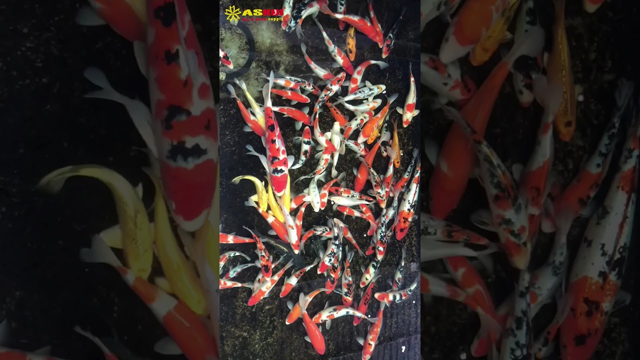 Cá Koi Việt đẹp Chất Lượng Cao Tại Askoi Farm 5/2/2018