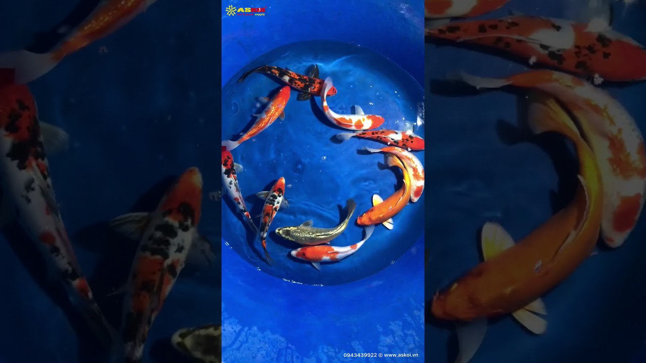 10 Koi Việt đẹp Size 30cm 7/2/2018 – Askoi Farm