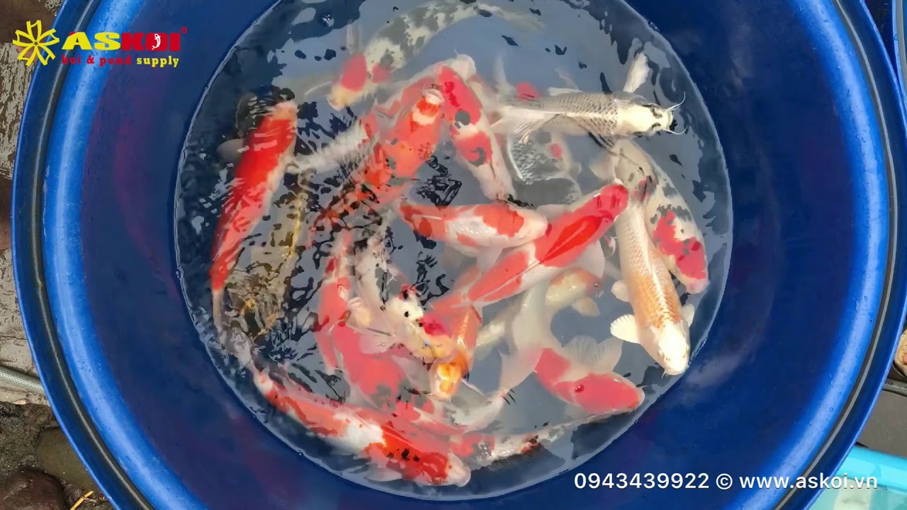 No.1 Cá Koi Việt Size 35-40cm 18/3/2018 – As Koi Farm