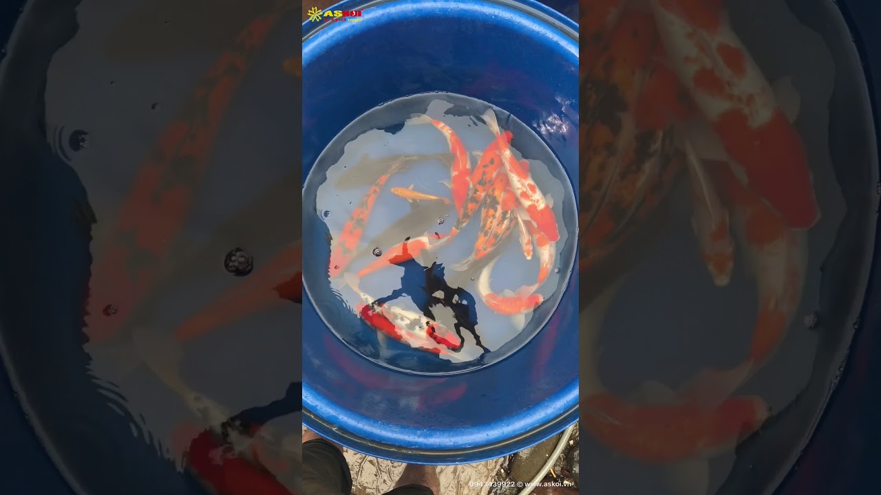 No.4 Cá Koi Việt Size 35-40cm 18/3/2018 – As Koi Farm