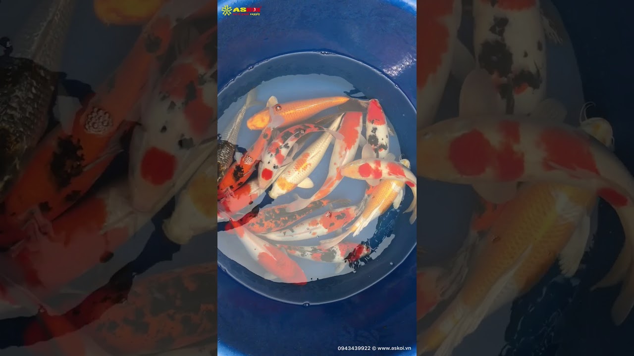 No.5 Cá Koi Việt Size 40-45cm 18/3/2018 – As Koi Farm