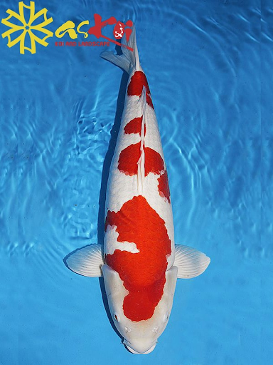 Cá Koi Kohaku