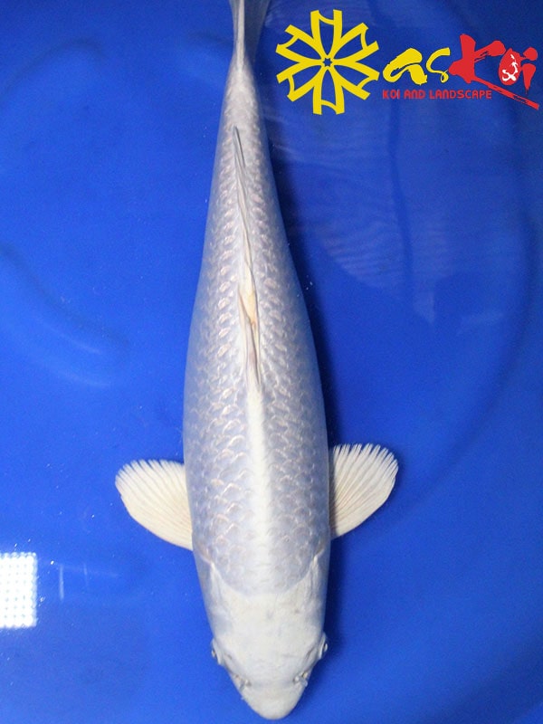 Cá Koi Nhật Bản Plantium Ogon Trắng tinh khiết