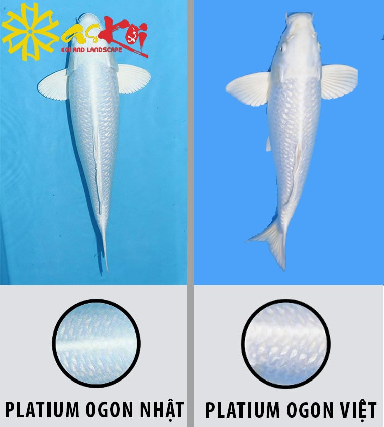 Phân biệt cá Koi Platinum Ogon Nhật Bản và Patinum Ogon Việt