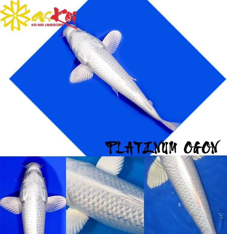 Đánh giá hình dáng cá Koi Platinum Ogon