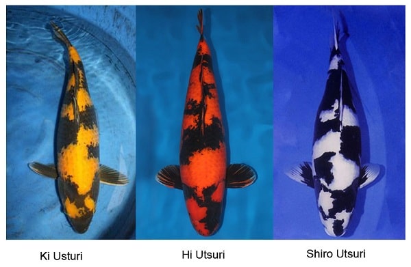 Các loại cá chép koi Nhật Bản - tên gọi và cách phân biệt 1