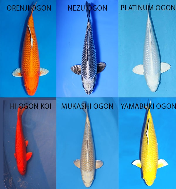 Các loại cá chép koi Nhật Bản - tên gọi và cách phân biệt 5