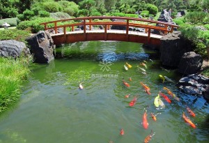Tổng hợp 39 mẫu hồ cá Koi Nhật Bản truyền thống 28