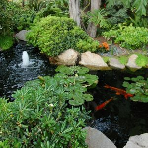 Mẫu hồ cá Koi truyền thống Nhật Bản 32 Mẫu hồ cá Koi truyền thống Nhật Bản 32
