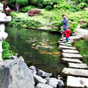 Mẫu hồ cá Koi truyền thống Nhật Bản 4 Mẫu hồ cá Koi truyền thống Nhật Bản 4
