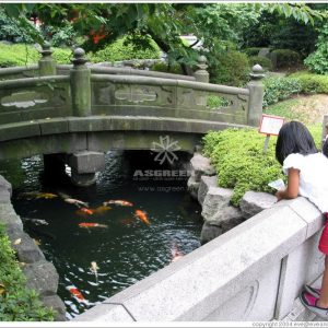 Mẫu hồ cá Koi truyền thống Nhật Bản 15 Mẫu hồ cá Koi truyền thống Nhật Bản 15