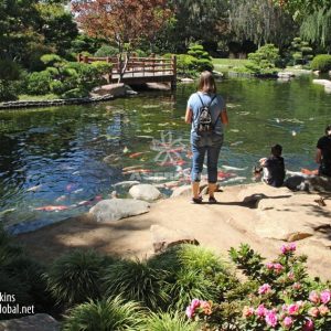 Mẫu hồ cá Koi truyền thống Nhật Bản 17 Mẫu hồ cá Koi truyền thống Nhật Bản 17