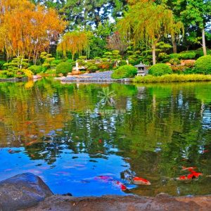 Mẫu hồ cá Koi truyền thống Nhật Bản 18 Mẫu hồ cá Koi truyền thống Nhật Bản 18
