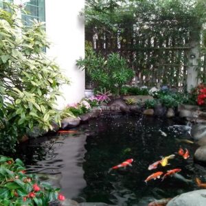 Mẫu hồ cá Koi truyền thống Nhật Bản 22 Mẫu hồ cá Koi truyền thống Nhật Bản 22