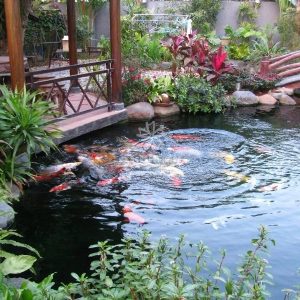 Mẫu hồ cá Koi truyền thống Nhật Bản 23 Mẫu hồ cá Koi truyền thống Nhật Bản 23